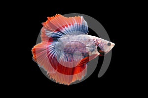 Halfmoon Betta Fish