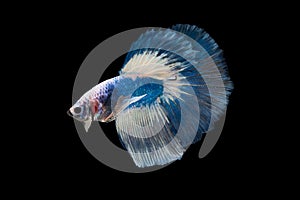 Halfmoon Betta Fish