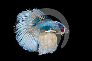 Halfmoon Betta Fish