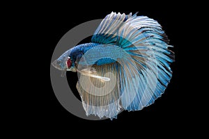 Halfmoon Betta Fish