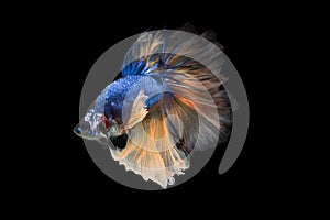 Halfmoon Betta Fish