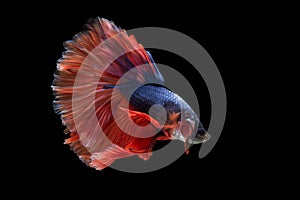 Halfmoon Betta Fish