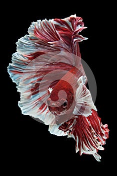 Halfmoon Betta Fish