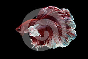 Halfmoon Betta Fish