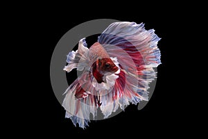 Halfmoon Betta Fish on black background