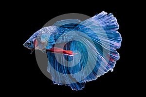 Halfmoon Betta Fish on black background