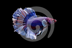 Halfmoon Betta-Fish Blue Red white Colors , siamese fighting fish isolated on black background