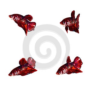 Halfmoon Betta Fish,Siamese fighting fish,Plakad fancy