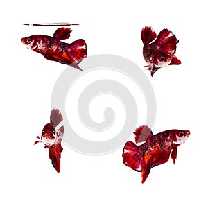 Halfmoon Betta Fish,Siamese fighting fish,Plakad fancy