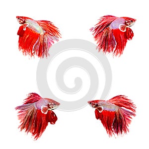 Halfmoon Betta Fish,Siamese fighting fish,Plakad fancy