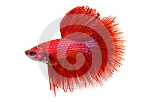 Halfmoon Betta splendens Siamese fighting aquarium fish