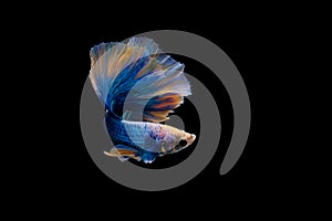 Halfmoon blue and orange betta isolated on black background photo