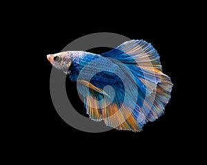 Halfmoon blue and orange betta isolated on black background photo