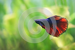 Halfmoon Siamese fighting fishes on green background