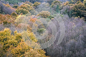 Halfway between autumn and winter some trees retain their autumn color