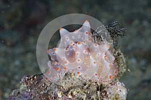 Nudibranch Halgerda batangas