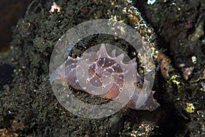 Halgerda batangas Nudibranch