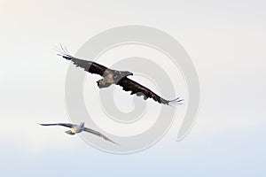 Haliaeetus albicilla, White-tailed Sea-eagle.