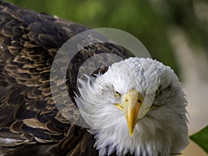 Haliaeetus leucocephalus