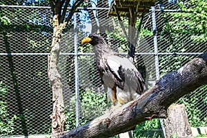 Haliaeetus pelagicus, Steller`s sea eagle better know as Pacific sea eagle or white-shouldered eagle