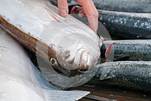 Halibut catch of the day in Alaska