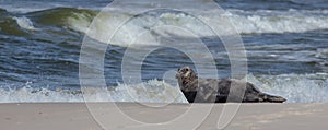 Halichoerus grypus, Grey Seal, Kegelrobbe