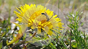 Halictidae. Insect on a yellow dandelion flower close-up