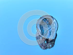 Haliotis, abalone or ear seashell alone