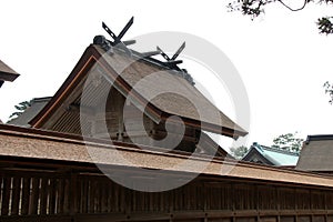 hall (honden) in a shinto shrine (izumo-taisha) in izumo (japan)