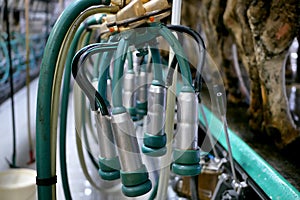 Hall milking cows on a dairy farm