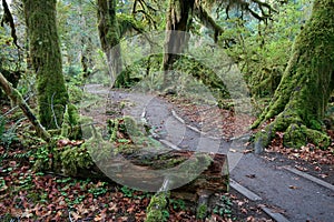 Hall of Mosses