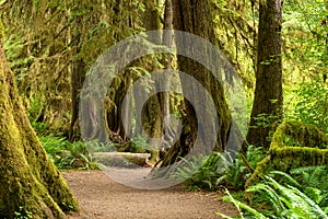 Hall of Mosses in the Hoh Rainforest of Olympic National Park