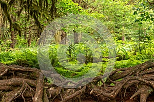 Hall of Mosses in the Hoh Rainforest of Olympic National Park