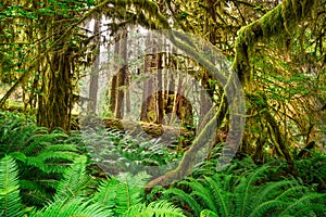 Hall of Mosses in the Hoh Rainforest of Olympic National Park