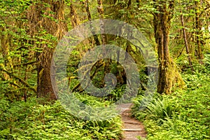 Hall of Mosses in the Hoh Rainforest of Olympic National Park, Washington