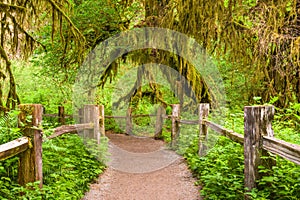 Hall of Mosses Olympic National Park