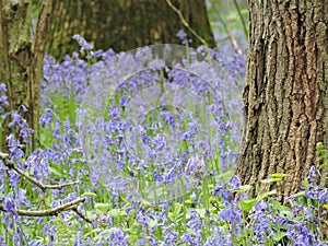 Hallerbos Belgium, the forest with blue hyacinths