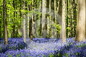 Hallerbos Bluebells Forest, Belgium.