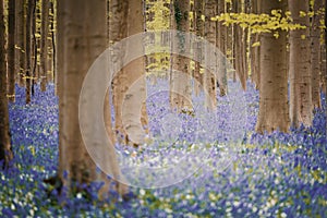 Hallerbos enchanted forest in Belgium, bluebells flowers in bloom