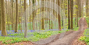 Hallerbos forest in Belgium