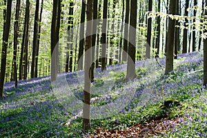 Hallerbos forest in the spring with english buebells and trees with fresh green leaves