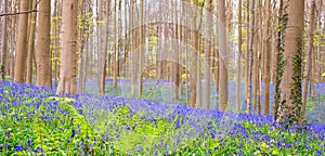 Hallerbos, Halle, Belgium