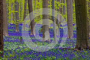 Hallerbos in Halle near Brussels with the giant Sequoia trees and a carpet full of purple blooming bluebells in springtime