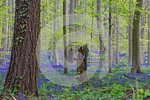 Hallerbos in Halle near Brussels with the giant Sequoia trees and a carpet full of purple blooming bluebells in springtime