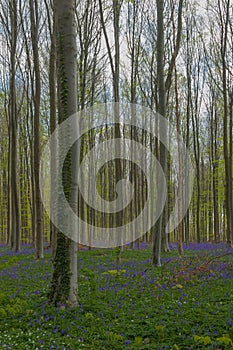 Hallerbos in Halle near Brussels with the giant Sequoia trees and a carpet full of purple blooming bluebells in springtime