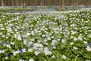 Hallerbos in Spring with Bluebell and Anemone