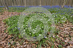 Hallerbos in Spring Bluebell