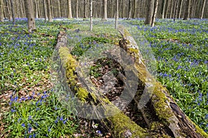 Hallerbos in Spring with Bluebell and dead Tree