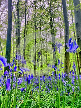 Hallerbos in spring