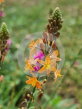 Hallmark, Bulbine frutescens photo